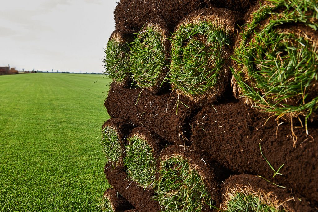 Close up of healthy lawn turf